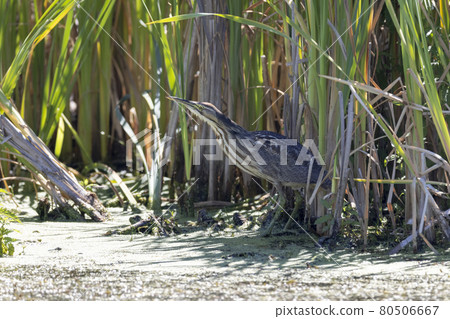 American bittern bird American bittern bird 80506667