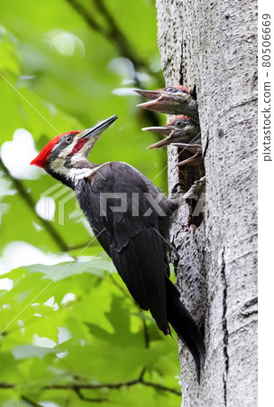 pileated woodpecker bird 80506669