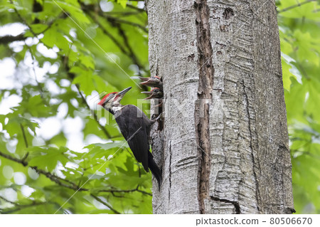 pileated woodpecker bird 80506670