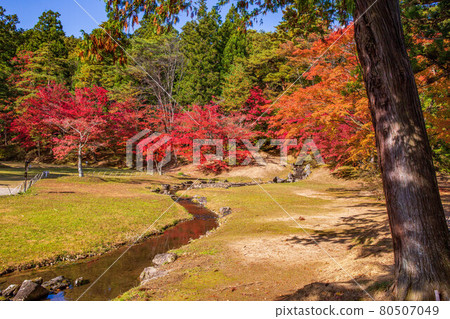 Autumn leaves of the world heritage Hiraizumi Motsuji Temple Nokomizu 80507049