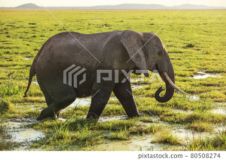 African bush elephant (Loxodonta africana) walking on savanna, grass covered in water. 80508274
