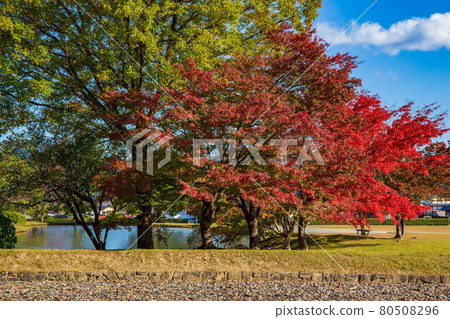 World heritage Hiraizumi autumn, the ruins of the Kanjizaiōin in autumn colors World heritage Hiraizumi autumn, the ruins of the Kanjizaiōin in autumn colors 80508296