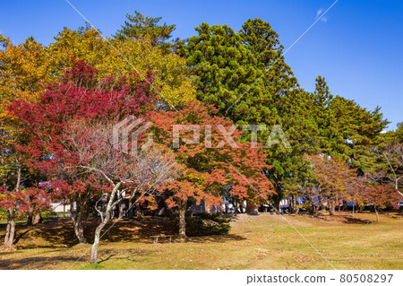 World heritage Hiraizumi autumn, the ruins of the Kanjizaiōin in autumn colors 80508297