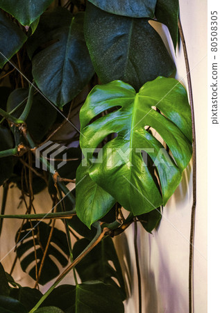 A beautiful bright green monstera leaf glistens from the sun's rays on a large exotic plant in the shade by the window. A beautiful bright green monstera leaf glistens from the sun's rays on a large exotic plant in the shade by the window. 80508305