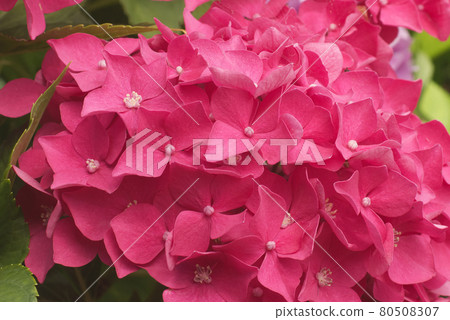 Closeup of hydrangea shrub with red blossoms in the garden. Hydrangea is known also as hortensia. Closeup of hydrangea shrub with red blossoms in the garden. Hydrangea is known also as hortensia. 80508307