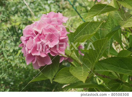 Hydrangea shrub with pink blossoms in the garden. Hydrangea is known also as hortensia. 80508308