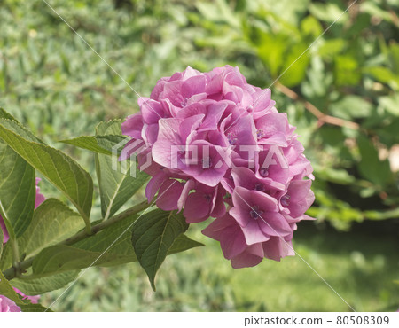 Hydrangea shrub with pink blossoms in the garden. Hydrangea is known also as hortensia. Hydrangea shrub with pink blossoms in the garden. Hydrangea is known also as hortensia. 80508309