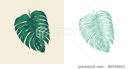 Palm plant. Tropical Monstera. Exotic leaves and leaf. Vintage fern. Engraved flowers. Hand drawn Palm plant. Tropical Monstera. Exotic leaves and leaf. Vintage fern. Engraved flowers. Hand drawn 80508442