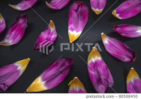 Scattered on a black background large glossy purple petals with a yellow center of tulips Scattered on a black background large glossy purple petals with a yellow center of tulips 80508450