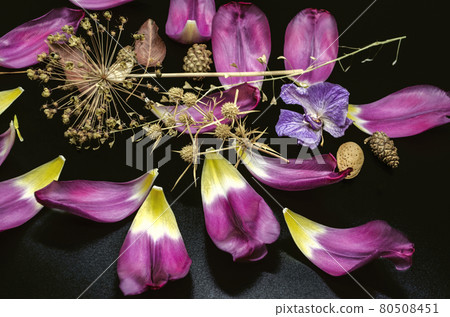 Black background with thorn, pine cones, decorative onion, dry branch of shepherd's purse, almonds and purple tulip petals. Black background with thorn, pine cones, decorative onion, dry branch of shepherd's purse, almonds and purple tulip petals. 80508451