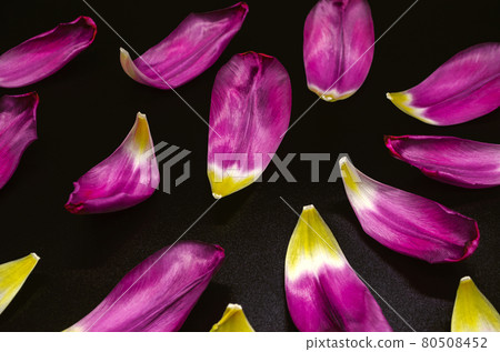 On a black background, shiny purple tulip petals with white and yellow spots in the center are scattered On a black background, shiny purple tulip petals with white and yellow spots in the center are scattered 80508452