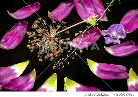 Black background with a sprig of a decorative onion, a wilting orchid, a dry branch of a shepherd's purse and shiny large purple tulip petals Black background with a sprig of a decorative onion, a wilting orchid, a dry branch of a shepherd's purse and shiny large purple tulip petals 80508453