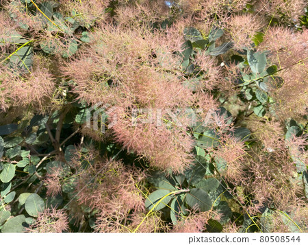 Beautiful exotic blooming delicate shrubs of the scumpia tree tanning royal purple flowers beautiful fluffy unusual plants. The background 80508544