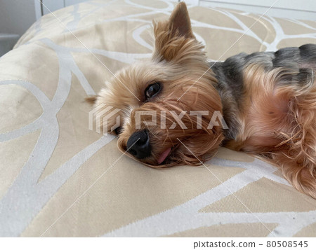 A small beautiful fluffy kind dog, home pet, Yorkshire Terrier with a joyful face with big black eyes and an outstretched tongue lies asleep on the bed A small beautiful fluffy kind dog, home pet, Yorkshire Terrier with a joyful face with big black eyes and an outstretched tongue lies asleep on the bed 80508545
