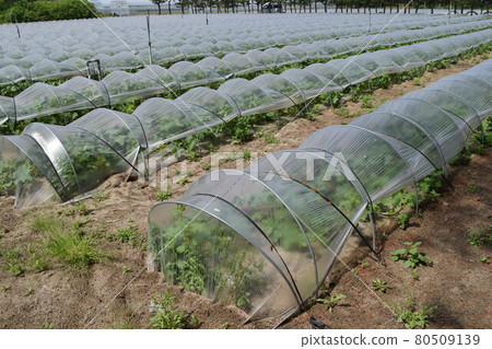 Tunnel cultivation Shonai, Yamagata Prefecture Tunnel cultivation Shonai, Yamagata Prefecture 80509139