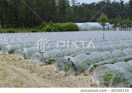 Tunnel cultivation Shonai, Yamagata Prefecture Tunnel cultivation Shonai, Yamagata Prefecture 80509140