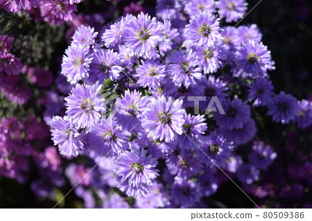 Edible chrysanthemum local cooking ingredients 80509386