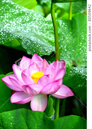 蓮花 蓮花 80509642
