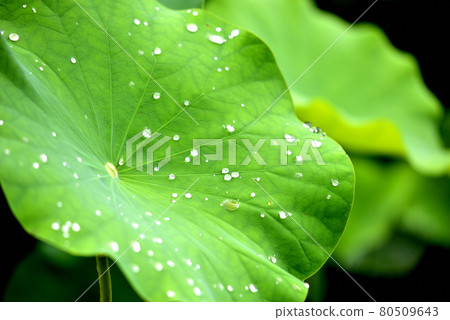 Lotus leaf water drop Lotus leaf water drop 80509643