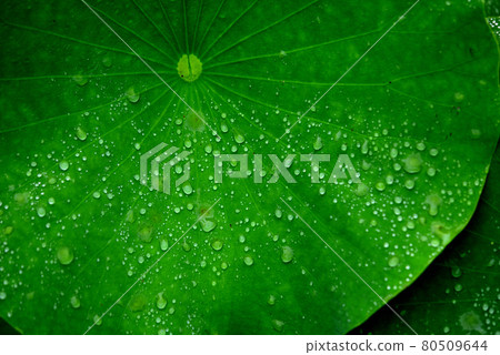 Hass leaf water drops 80509644