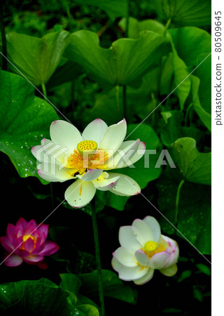 Lotus flower Lotus flower 80509645