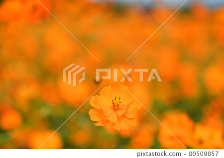 Cosmos that colors autumn 80509857