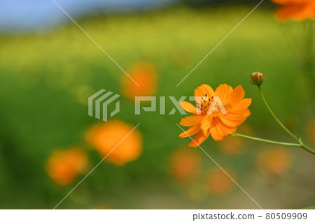 Cosmos that colors autumn 80509909