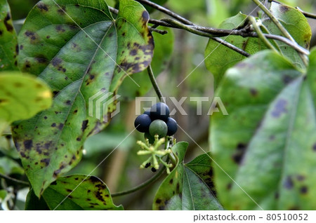Fruit of Aotutsurafuji 80510052