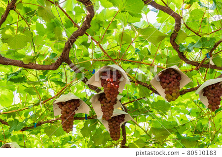 （山梨縣）葡萄園葡萄王特拉華（King Delaware）即將被吃掉 80510183