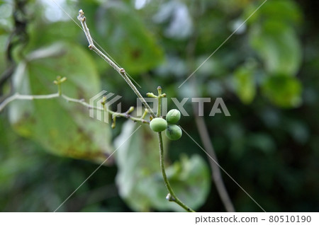 Fruit of Aotutsurafuji 80510190