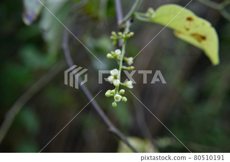 Flowers 80510191