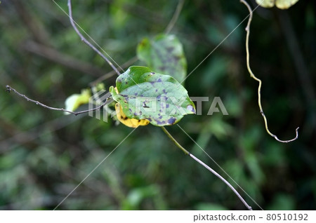 Leaves of Green-tailed Fuji 80510192