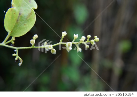 Flowers 80510194