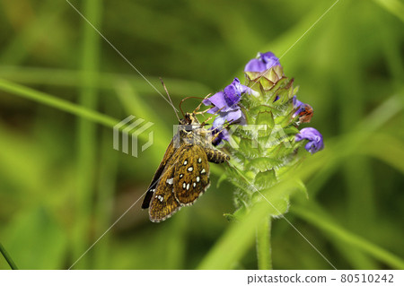 Hosobaseseri Hosobaseseri 80510242