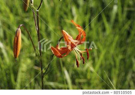 Konioni百合花 80510505