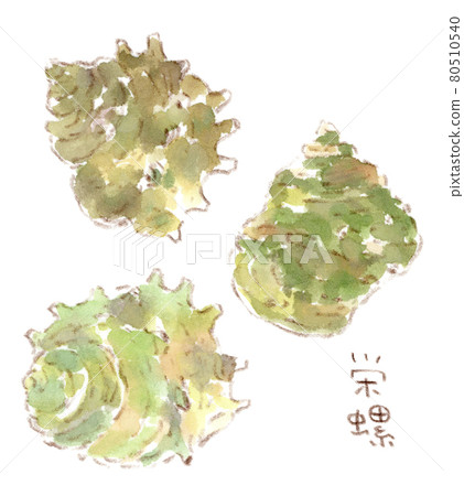 岩石海岸的成分:頭巾殼的水彩插圖 岩石海岸的成分:頭巾殼的水彩插圖 80510540