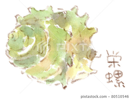 岩石海岸的成分：頭巾殼的水彩插圖 80510546