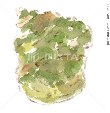 岩石海岸的成分：頭巾殼的水彩插圖 80510547