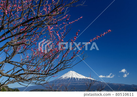 Plum blossoms and Mt. Fuji 80510611