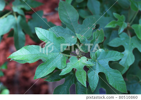 Young leaves of Brachykiton Bidwilly 80510860