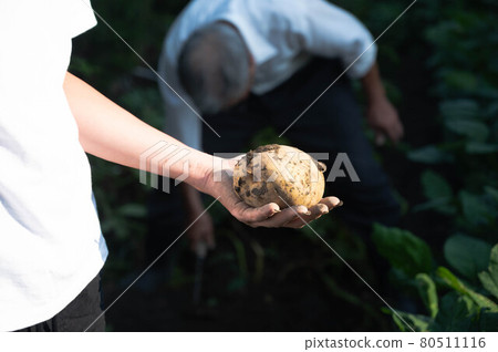 收穫土豆的孩子 收穫土豆的孩子 80511116