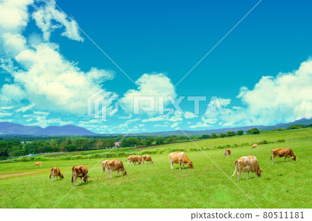 Hiruzen Plateau, a ranch with Jersey cows (Maniwa City, Okayama Prefecture) Illustration Hiruzen Plateau, a ranch with Jersey cows (Maniwa City, Okayama Prefecture) Illustration 80511181