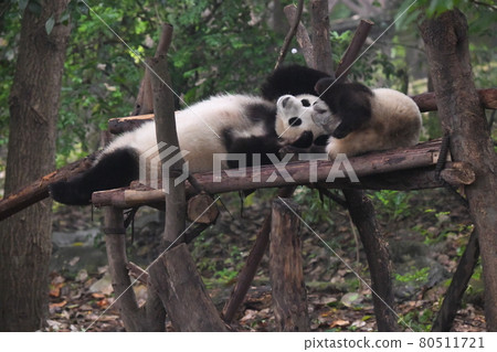 可以在露台上被媽媽寵愛的熊貓寶寶 80511721