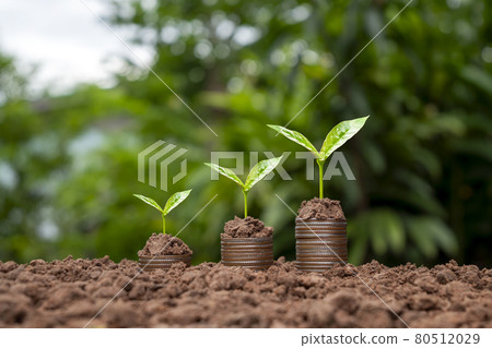 Tree growing on a pile of silver coins and blurred green background. money growth and business success concept Tree growing on a pile of silver coins and blurred green background. money growth and business success concept 80512029