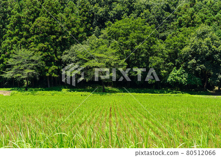 七月里山風景 陽光明媚的森林和稻田的綠色稻田 b-1 80512066