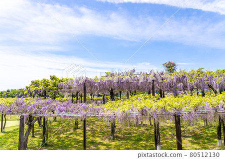 Tsu City, Mie Prefecture, Kazahaya no Sato's beautiful gradation wisteria trellis 80512130