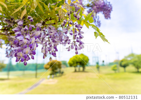 Fuji shelf in Kazahaya no Sato, Tsu City, Mie Prefecture 80512131