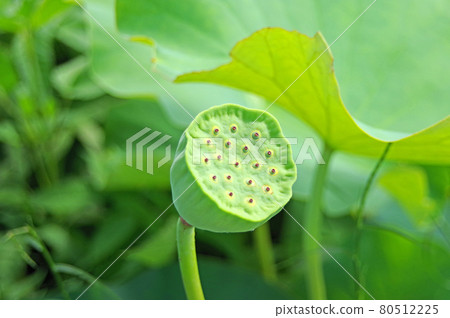 Receptacle after the aquatic plant lotus flower blooms 80512225