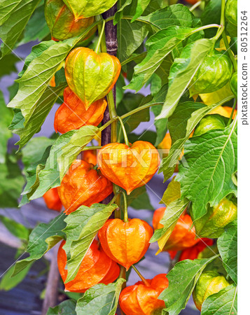 A red physalis like a lantern that is displayed as a Buddha flower on a tray 80512264