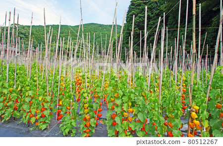 Physalis field that bears red fruits like lanterns Physalis field that bears red fruits like lanterns 80512267